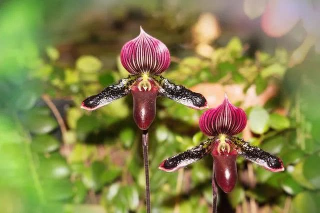 Jdb电子官网|告知 甜食吃多了容易累(图3) JDB电子